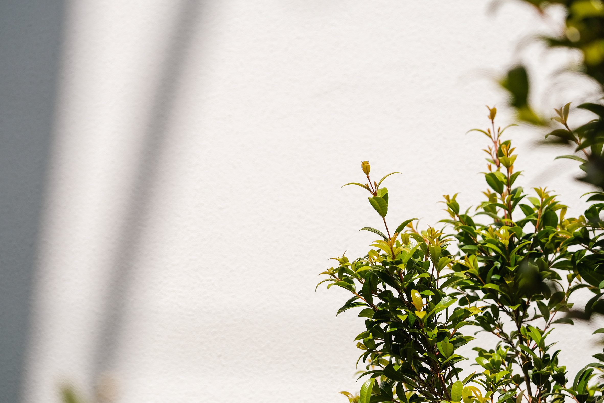 Plant Growing Near a Wall